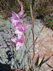 Gladiolus varius