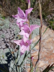 Gladiolus varius