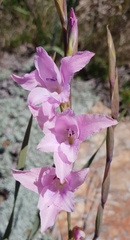 Gladiolus varius