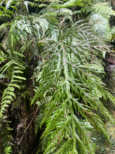 Pteris irregularis observed 2026-04-14