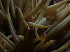 Ancylomenes holthuisi