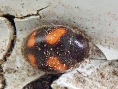 Nephus quadrimaculatus