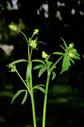 Ranunculus micranthus