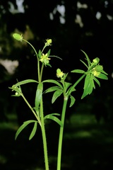 Ranunculus micranthus