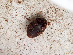 Nephus quadrimaculatus