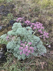 Lomatium columbianum
