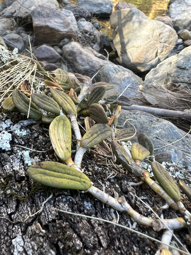 tongue orchid