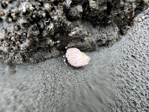 Caesia fossata