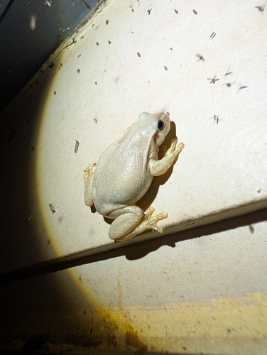 Desert Tree Frog