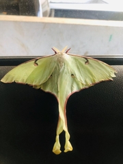 Actias truncatipennis