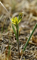 Gagea pauciflora