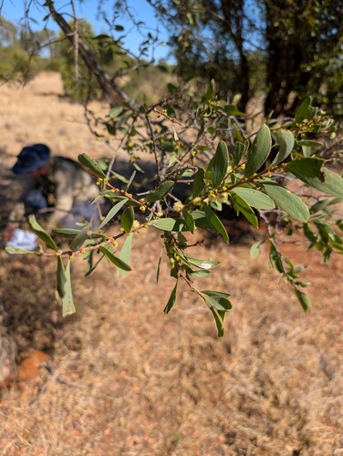 Acacia excelsa observed 2026-04-09