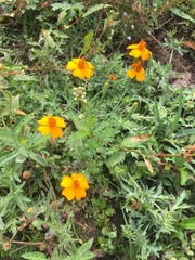 Tagetes subulata