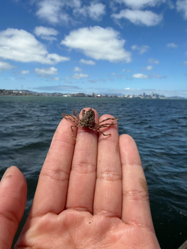Pyromaia tuberculata observed 2026-04-14