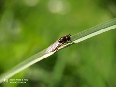 Platycheirus albimanus