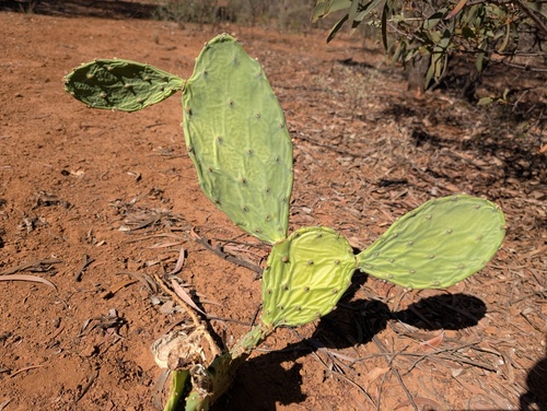 beach prickly pear