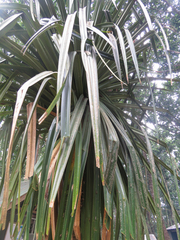 Pandanus rabaiensis