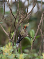 Chalcostigma herrani
