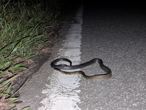 Black Copper Rat Snake