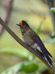 Chalcostigma herrani