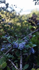 Ceanothus masonii