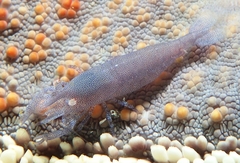 Zenopontonia noverca