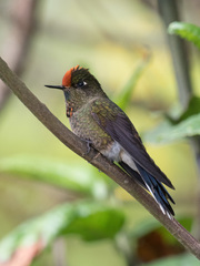 Chalcostigma herrani