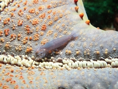 Zenopontonia noverca