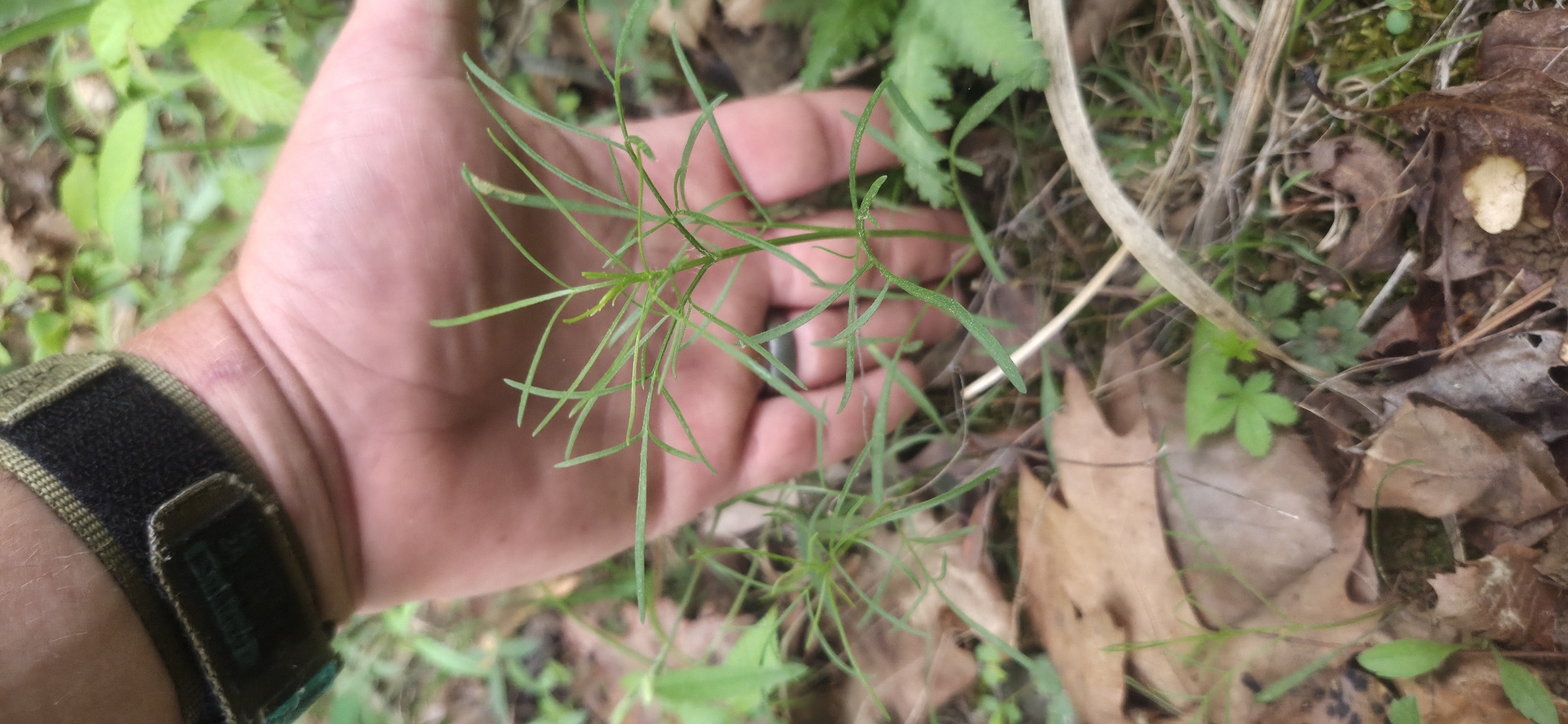 Imagem de coreopsis