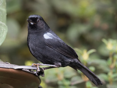 Diglossa lafresnayii