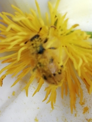 Trichodes octopunctatus