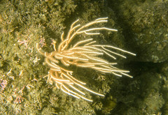 Leptogorgia alba
