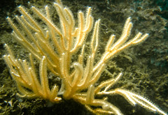 Leptogorgia alba