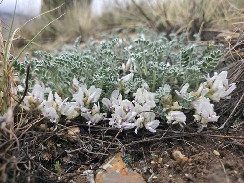 deseret milkvetch (Astragalus desereticus)