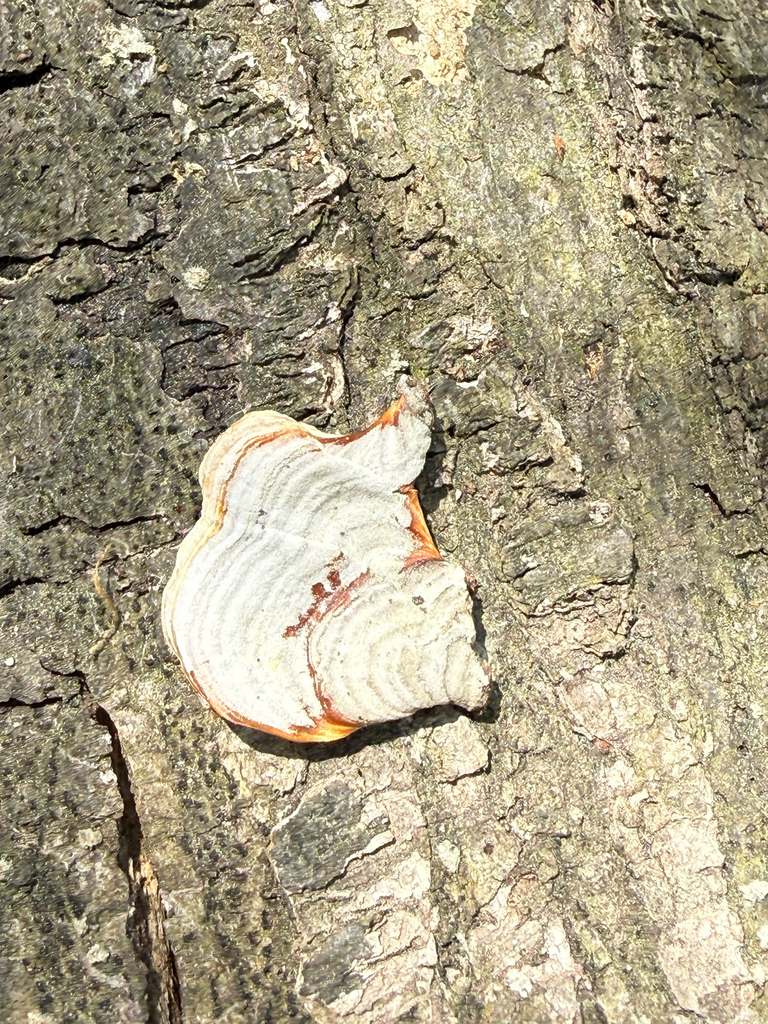 Stereum lobatum · April 2026 · photo: © serenella (iNaturalist, cc-by)