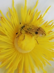 Trichodes octopunctatus