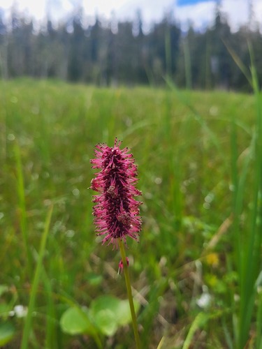 Sanguisorba menziesii, photograph 6