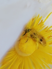 Trichodes octopunctatus