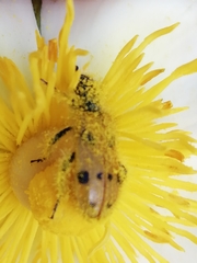 Trichodes octopunctatus