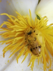 Trichodes octopunctatus