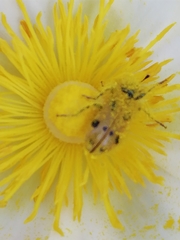 Trichodes octopunctatus