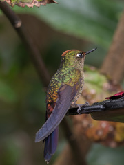 Chalcostigma herrani