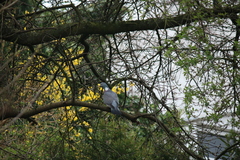 Columba palumbus
