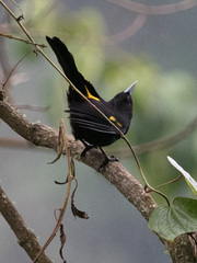 Cacicus chrysonotus
