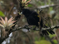 Cacicus chrysonotus
