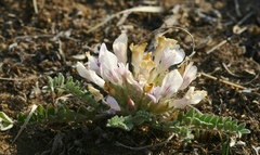 Astragalus testiculatus