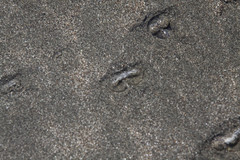 Olivella semistriata