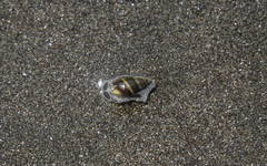 Olivella semistriata