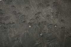 Olivella semistriata