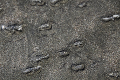 Olivella semistriata